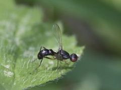 Nemopoda nitidula