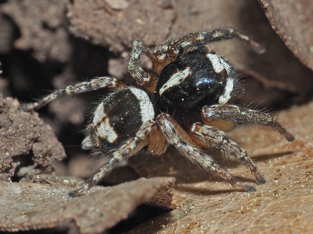 Habrocestum papilionaceum