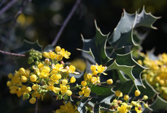 Berberis dictyota