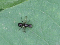 Nemopoda nitidula