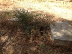 Capparis zoharyi