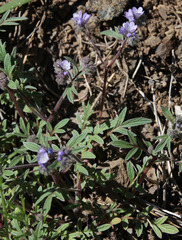 Phacelia breweri