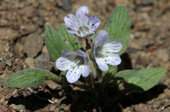 Phacelia divaricata