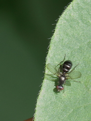 Nemopoda nitidula