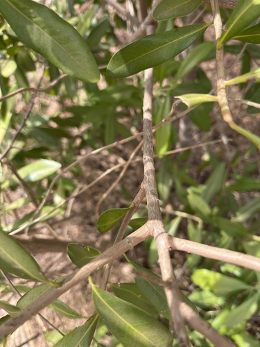 Warburgia salutaris, photograph 6