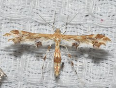 Geina periscelidactylus