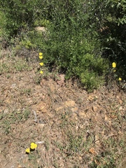 Calochortus concolor