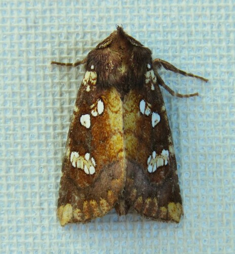 Turtle Head Borer Moth