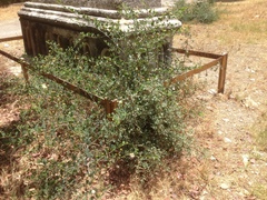 Capparis zoharyi