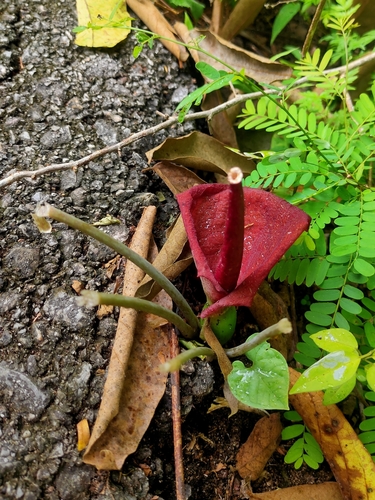 Typhonium trilobatum, photograph 1