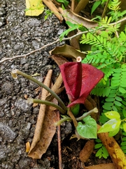 Typhonium trilobatum