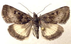 Loxostege anartalis
