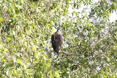 Haliaeetus ichthyaetus