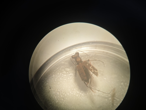 Cylindera elisae