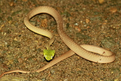 Boiga cyanea