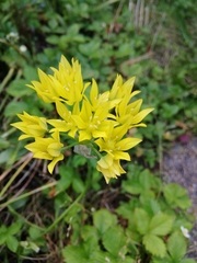 Allium moly