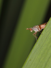 Elgiva cucularia