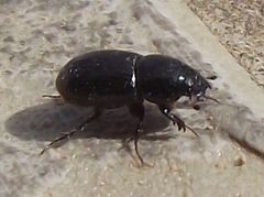 Aphodius