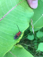 Tetraopes melanurus