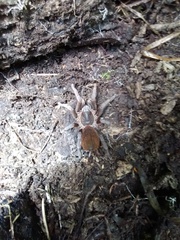 Acentropelma