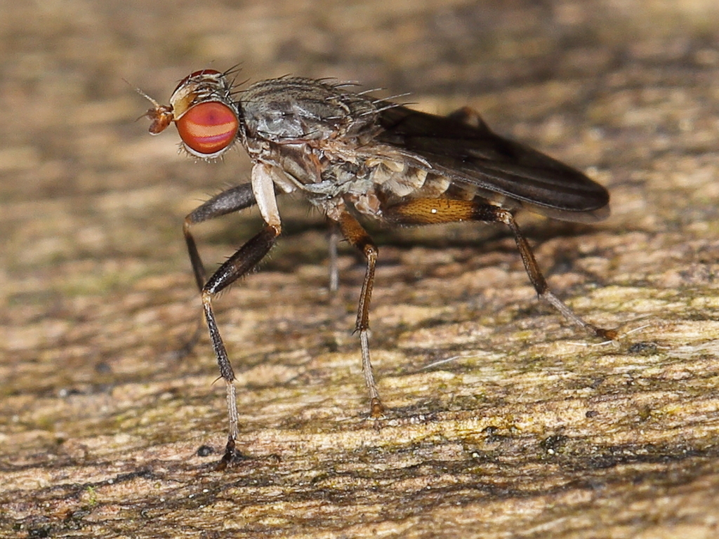 Pherbellia annulipes