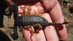 Opisthacanthus laevipes