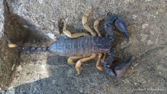 Opisthacanthus laevipes
