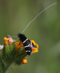 Adela trigrapha