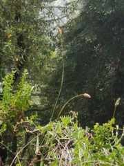 Phalaris californica