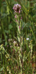 Castilleja brevistyla