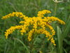 Early Goldenrod - Photo (c) Erin Faulkner, some rights reserved (CC BY-NC), uploaded by Erin Faulkner