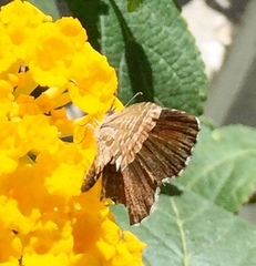 Cacyreus marshalli