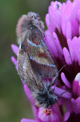 Schinia pulchripennis