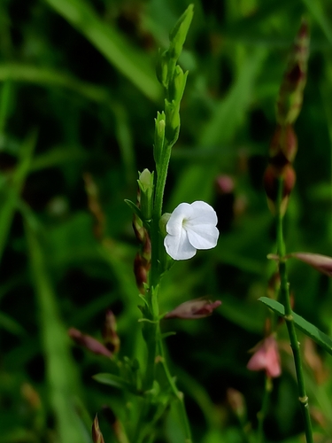 Image of Striga angustifolia by (c) Sindhu Haridas, some rights reserved (CC BY)