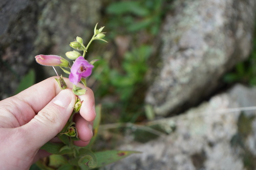 Image of Digitalis thapsi by (c) Diego Rodríguez Hernández, some rights reserved (CC BY)