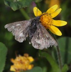 Heliothodes diminutiva