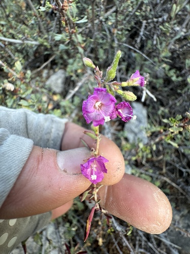 Image of Epilobium nevadense by (c) Kenzie Anderson-Bell, some rights reserved (CC BY)