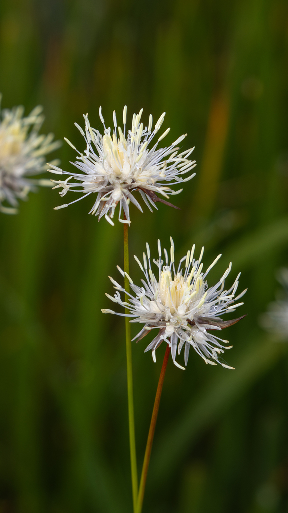 Juncus allioides