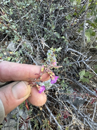 Image of Epilobium nevadense by (c) Kenzie Anderson-Bell, some rights reserved (CC BY)