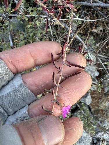 Image of Epilobium nevadense by (c) Kenzie Anderson-Bell, some rights reserved (CC BY)