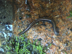 Batrachoseps altasierrae