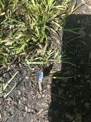 Glaucopsyche lygdamus