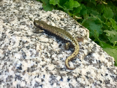 Hydromantes platycephalus