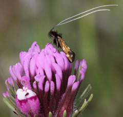 Adela flammeusella