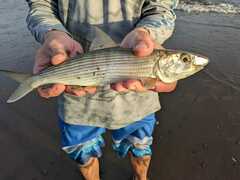 Eastern Pacific Bonefish photo 3