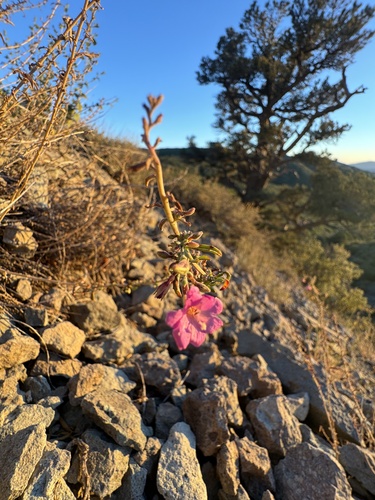 Nevada willowherb (Epilobium nevadense)