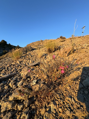 Image of Epilobium nevadense by (c) Kenzie Anderson-Bell, some rights reserved (CC BY)