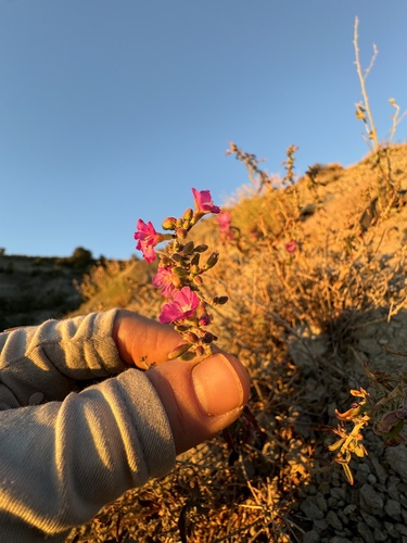 Image of Epilobium nevadense by (c) Kenzie Anderson-Bell, some rights reserved (CC BY)