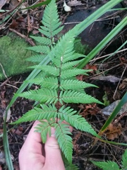 Cyathea medullaris