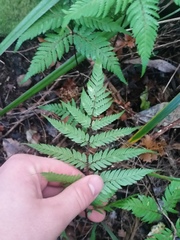 Cyathea medullaris